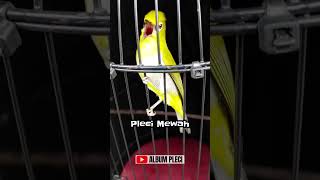 Download lagu PLECI AURY NGOTOT‼️ Bunyi Terus 💥 #pleciauri mp3