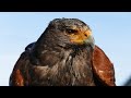 Hawk Sounds Hawk Sound Effects Red Tailed Hawk Noises Hawk Screech Hawk Calls No Music