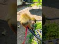 Squirrel Monkey Enjoys The Sun Monkey Monkeyboocrew