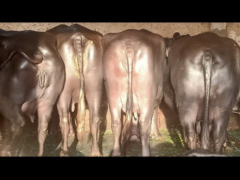 Balck women haryana murrah buffalo, milking capacity: 14 lit...
