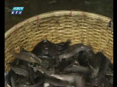 ক্ষতিকর রং মেশানো ১০ টন মাছ জব্দ