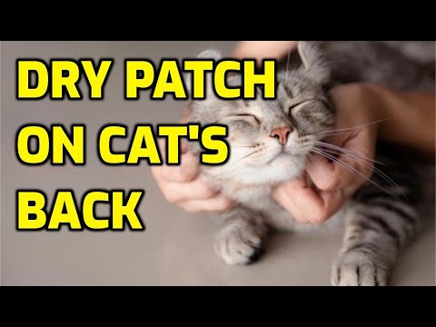 How To Treat Dry Skin On A Cat's Lower Back