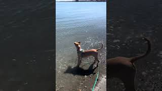 Theo explores the beach