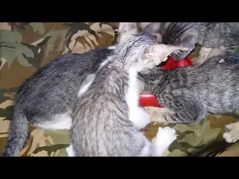 Kittens Fighting Over Wet Food