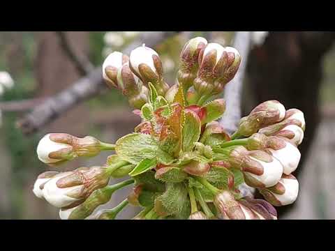 Prunus avium- Cherry tree
