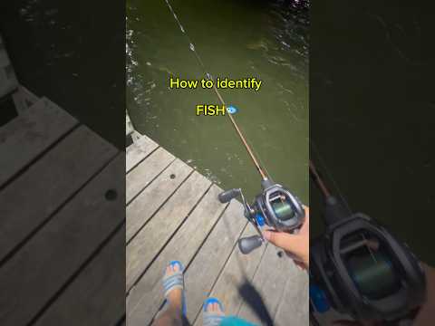 How to identify FISH!🐟 (PT 4) #fishing #shorts