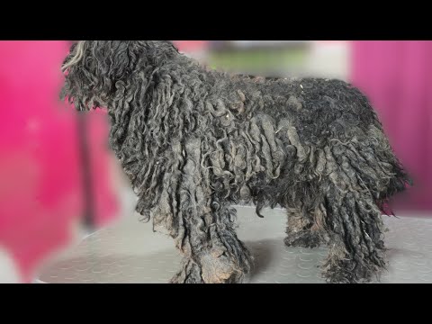 Years Trapped in DREADLOCKS – This Dog’s Rescue Will Break Your Heart