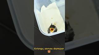Kırlangıç kuşu yavrusu doymak bilmiyor. #kırlangıç #kuş #yavrukuş #swallowbird #mealworm #unkurdu