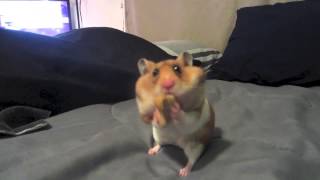 Hamster Eats TWO Dog Biscuits