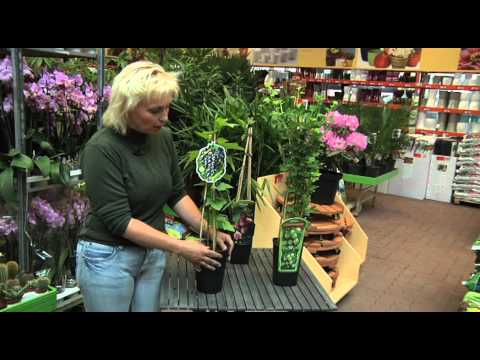 Trädgårdstips del 4 - Bärbuskar