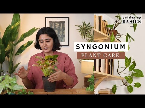 Syngonium Plant | How to Care | Ep 3 Garden Up Basics