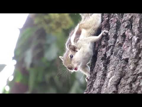 #squirrelVoice  #गिलहरी की आवाज़