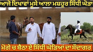 Download lagu ਸਿੰਧੀ ਘੋੜਿਆਂ ਵਾਰੇ ਜਾਣਕਾਰੀ,, information about sindhi horse mp3