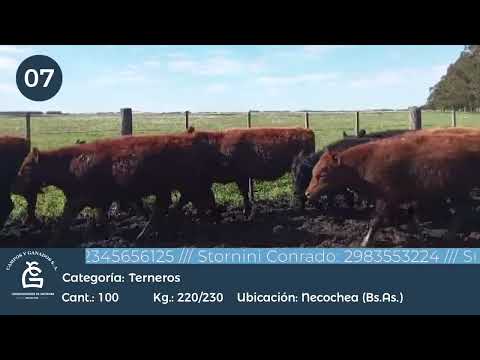 Lote Machos - Necochea Bs As