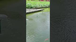 Download lagu IKAN DALAM KOLAM #short #shorts #subscribe mp3 Download lagu IKAN DALAM KOLAM #short #shorts #subscribe mp3