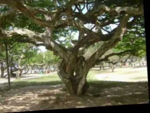 Pontos de Jurema Sagrada