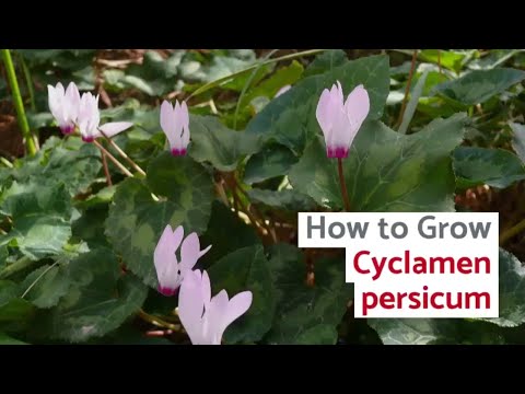 Cyclamen persicum Growing Guide (Florist's Cyclamen) by GardenersHQ