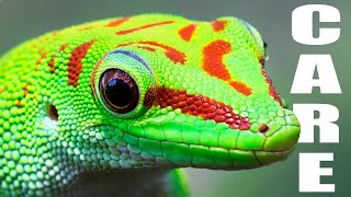 Giant Day Gecko Care Guide | Housing, Feeding, &amp; Tips!