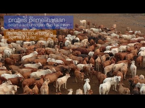 THE BIGGEST INTENSIVE WAGYU CATTLE BREEDING FARM