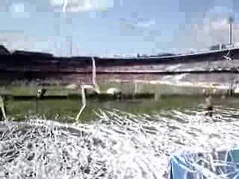 "Entrada Grenal" Barra: Geral do Grêmio • Club: Grêmio • País: Brasil