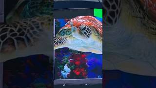 Sea Creatures ATTACK in Nassau #bahamas #seacreatures