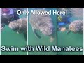 Crystal River Manatee Swim Meet Florida S Gentle Giants In The Wild