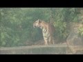 Tiger Calling In Bandhavgarh