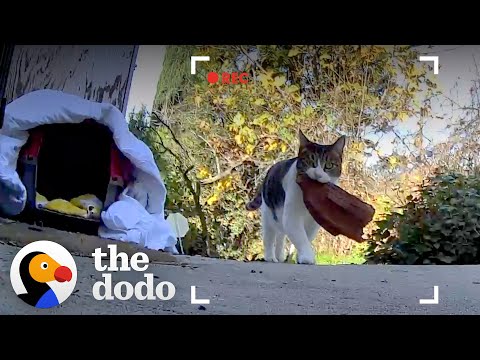 Cat Keeps Stealing Things From The Neighbors | The Dodo Cat Crazy