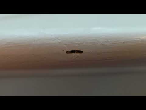 Termites Chomping on the Window Frame in Rocky Hill, NJ
