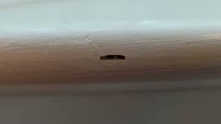Termites Chomping on the Window Frame in Rocky Hill, NJ
