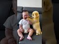 Seeing the baby crying, my dog ​​has been comforting him and wiping his tears. Such a heart-warmin