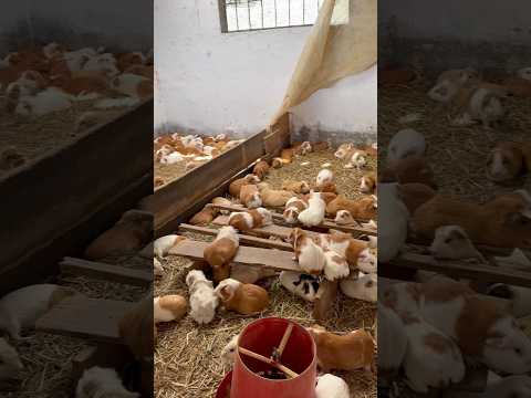 Crianza de cuyes El Tambo Nariño #cuyes #cuys #cury #curry #cuy #cuyo #cuyos #guineapigs #pets #cute