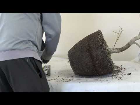 WEEPING WILLOW BONSAI