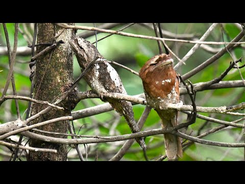 Birding at Amboli & Banda Forest - Birds of Western Ghats Ep 3 (#birds #amboli #banda #birdwatching