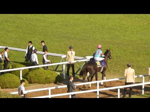菊花賞2018/ザ・チャンピオンのメロディーに乗せて本場馬入場（2018.10.21)
