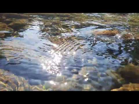 Carza - Alessandro Gradi