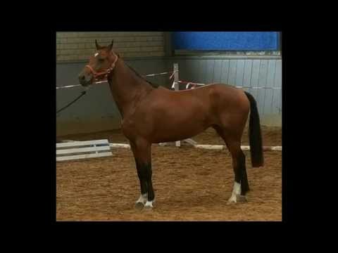 LUBALON, *2012, Lupicor x Baloubet du Rouet x Contendro I