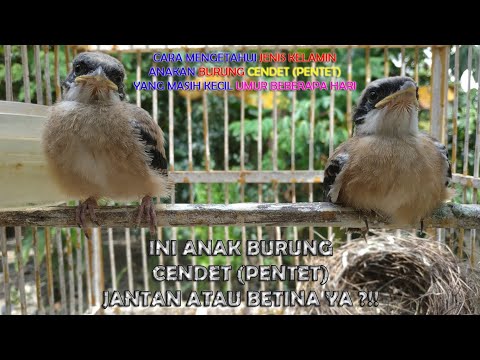 Jantan Novyj Trend Smotret Onlajn Na Sajte Trendovi Ru