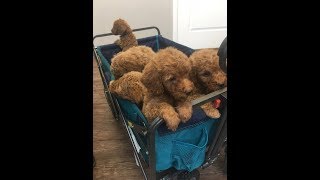 7-28-18 LUCY- ROMEO 6 week vet visit  Meet n Greet