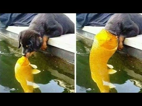 Chiens, chats et animaux vidéos drôles marrant bagarre mignon câlin rigolo