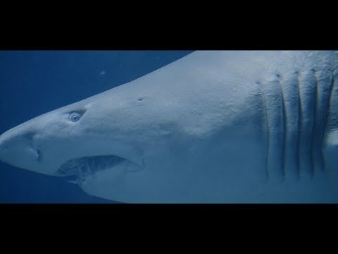 Elecesar + Judah - Siempre Brillo ✨