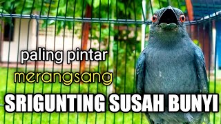 Download lagu PASTI NYAUT !! Bikin Sriguntingmu SEKETIKA BUKA PARUH Dengar Pancingan INI |srigunting abu abu gacor mp3 Download lagu PASTI NYAUT !! Bikin Sriguntingmu SEKETIKA BUKA PARUH Dengar Pancingan INI |srigunting abu abu gacor mp3
