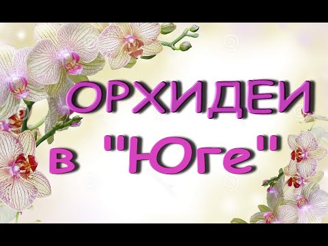 ЧУДЕСНЫЙ завоз ОРХИДЕЙ:Готрис трилипсы,Коты, Леко,18.08.21.Магазин "Юг",Самара,ул.Авиационная,8.