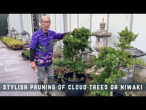 Stylish Pruning of Cloud Trees or Niwaki