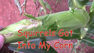 Squirrels Got Into My Corn
