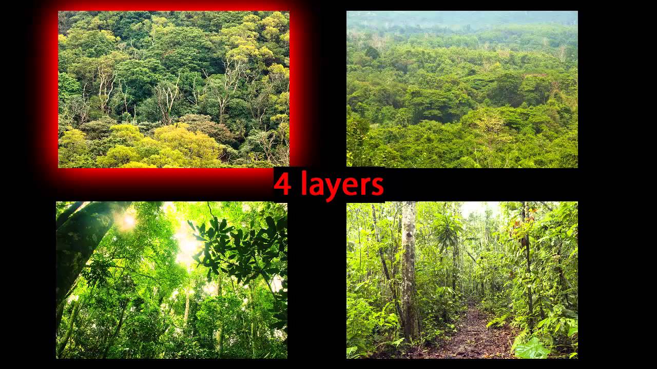 Virtual Field Trip - Amazon Rainforest