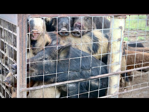 MEAN WILD HOGS TRAPPED (PACKED FULL)