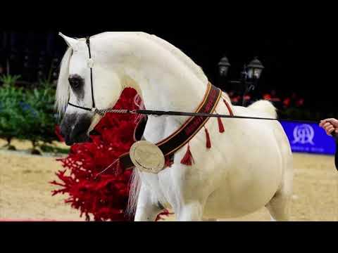 ادهم صقر الحصان العربي ADHAM SAkR