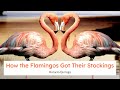How the Flamingos Got Their Stockings | Horacio Quiroga | Short Story | Full Text English Audiobook