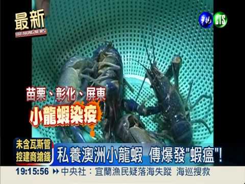私養澳洲小龍蝦 傳爆發"蝦瘟"!